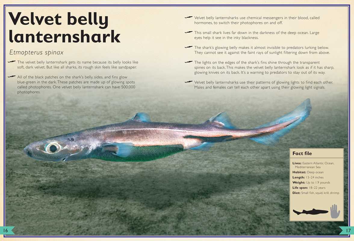 Magnificent Book of Sharks by Barbara Taylor: Hardcover; 80 pages / English