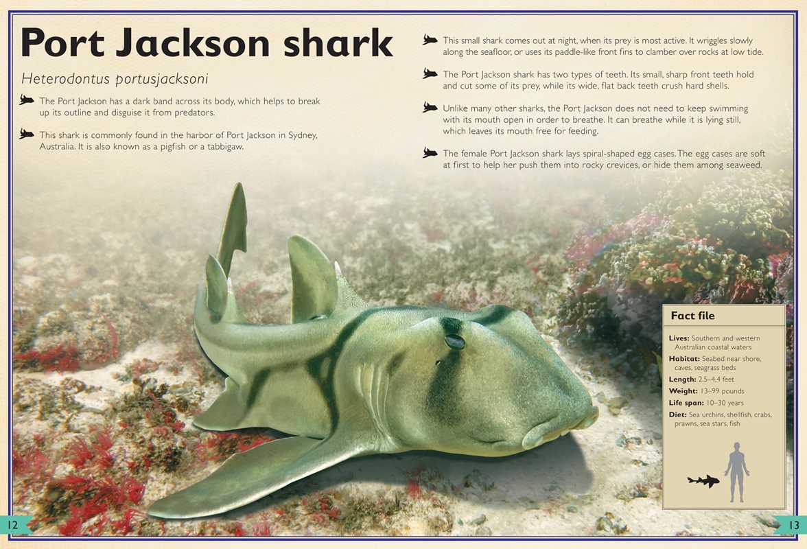 Magnificent Book of Sharks by Barbara Taylor: Hardcover; 80 pages / English