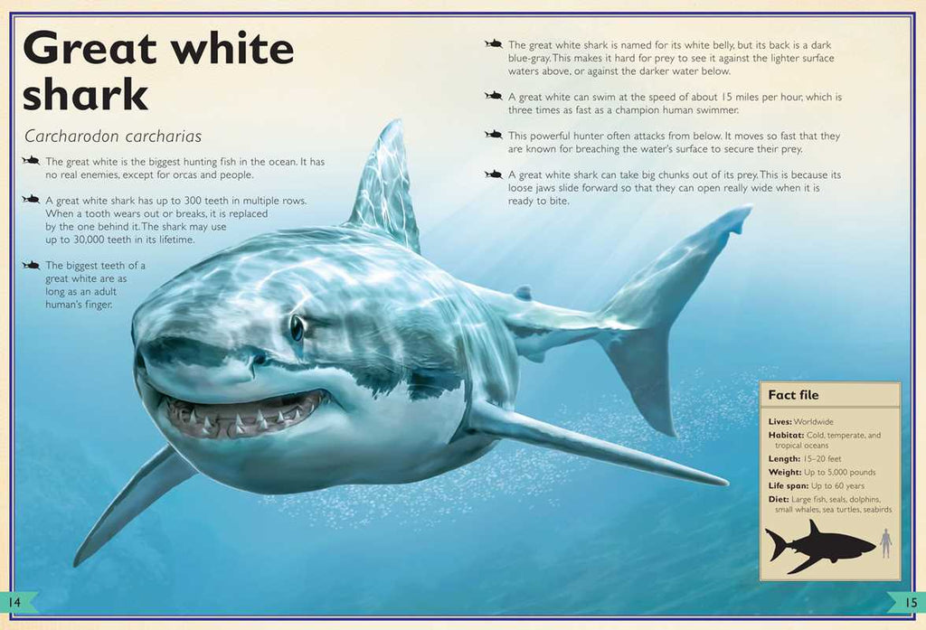 Magnificent Book of Sharks by Barbara Taylor: Hardcover; 80 pages / English