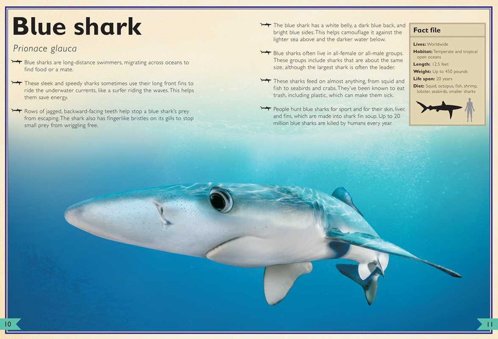 Magnificent Book of Sharks by Barbara Taylor: Hardcover; 80 pages / English