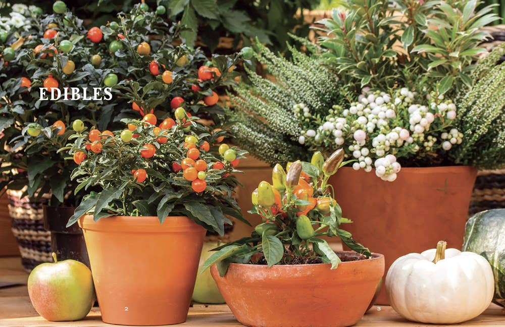 Old Farmer’s Almanac Container Gardener’s Handbook, The: